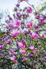 Beautiful magnolia flowers in  spring © Olena Zn