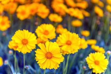 Yellow Daisy Flowers blooming  in a field of blue during Spring