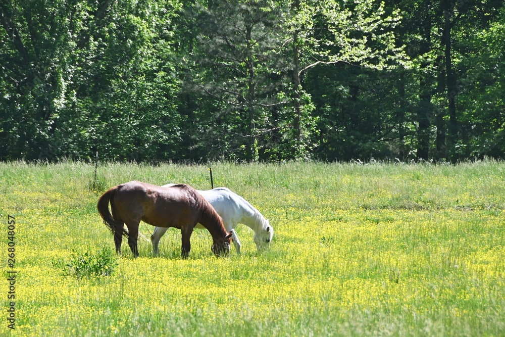 Wall mural two horses grazing