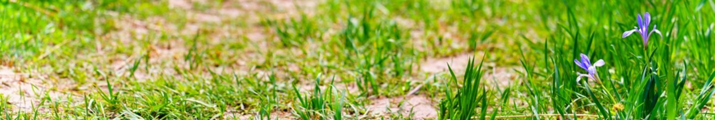Panoramic view of footpath and wild iris flower on bokeh background 