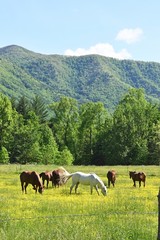 Horses and Mountain