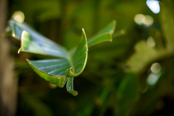 Palm leaf. Patterns and texture of palm leaves. Macro.