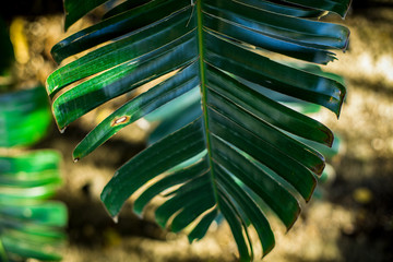 Palm leaf. Patterns and texture of palm leaves. Macro.