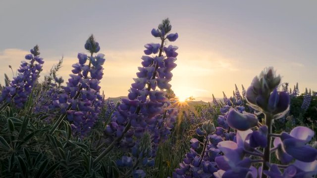 Purple Lupine wildflower landscape in wind at sunrise sun star ray in spring at Tom McCall Preserve in Mosier, Oregon 4k 