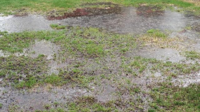 Heavy Rain on Lawn with Poor Drainage. Large Puddles. Pan to the Right. 4k