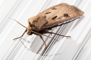 Studio shot of moth called Agrotis exclamationis -  heart and dart.