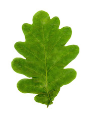 oak (Quercus) tree leaf over white