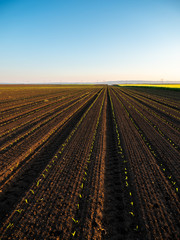 Green corn maize plants on a field. Agricultural landscape