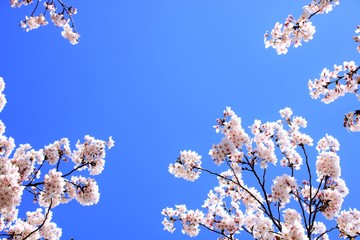 青空背景の桜