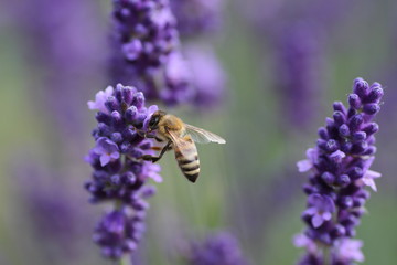 Lawenda i pszczoła