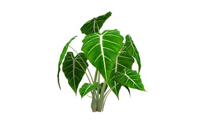 Big Leaf Tree 3D Rendering