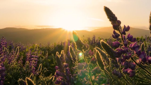 Bright sunrise morning sun star rays shining on Purple Lupine Wildflower landscape at Tom McCall Preserve in Mosier, Oregon 4k  