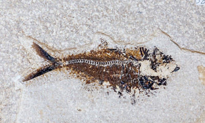 fossil of fish © markrhiggins