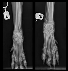 X-ray picture of a dog. Dog's paws. Joints, bones, muscles. A real X-ray. Veterinary Medicine. Turquoise, blue, indigo.