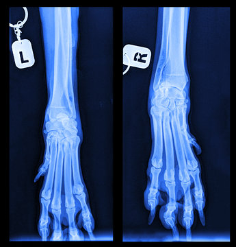 X-ray picture of a dog. Dog's paws. Joints, bones, muscles. A real X-ray. Veterinary Medicine. Turquoise, blue, indigo.