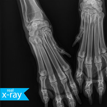 X-ray picture of a dog. Dog's paws. Joints, bones, muscles. A real X-ray. Veterinary Medicine. Turquoise, blue, indigo.