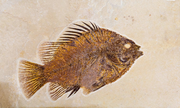 fossil of fish