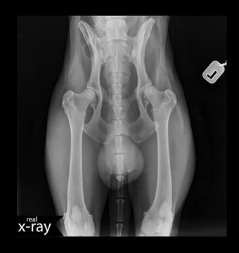X-ray picture of a dog. The hip of a dog. Taz, joints, bones, tail, muscles. A real x-ray. Veterinary Medicine.