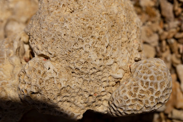Fossil corals of the Red Sea. Ancient creatures, turned into stone.