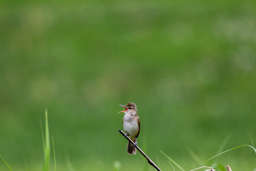 さえずるオオヨシキリ