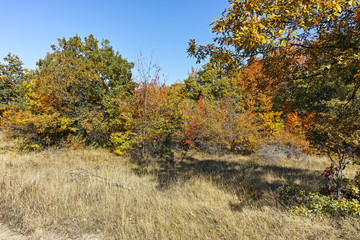 Fototapeta premium Autumn panorama of Cherna Gora (Monte Negro) mountain, Pernik Region, Bulgaria