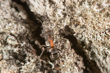 Red wood ant on a  tree
