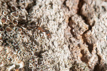 Red wood ant on a  tree