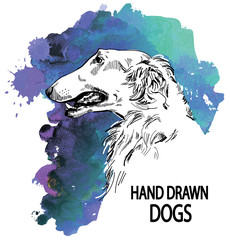 Russian Borzoi. Drawing by hand in vintage style. Dog breeds.