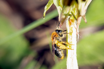 Bee on a flower