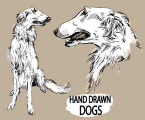 Russian Borzoi. Drawing by hand in vintage style. Dog breeds. - 268052669
