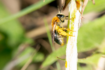 Bee on a flower