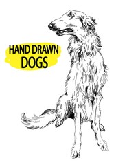 Russian Borzoi. Drawing by hand in vintage style. Dog breeds. - 268052689