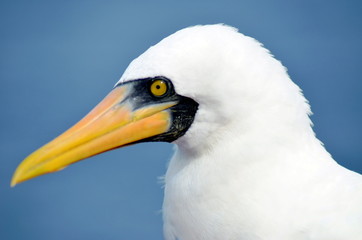 Portrait of the seabird, Masked Booby.