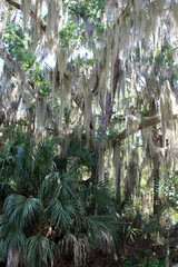 A live oak tree draped in Spanish moss in a park, Amelia Island, Florida, USA