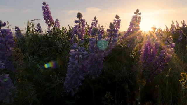 Purple Lupine wildflowers landscape in the wind at sunrise with sun rays and star in spring zoom out at Tom McCall Preserve in Mosier, Oregon 4k 