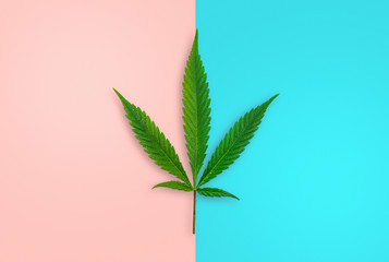 Cannabis leaf in the middle of pastel pink and blue colors, male and female Cannabis concept