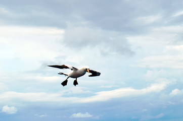 Obraz premium Seabird Masked Booby in flight.