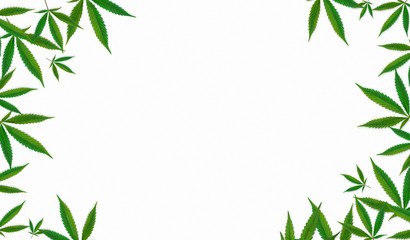 Small Cannabis Leaves Forming A Frame Isolated on White Background