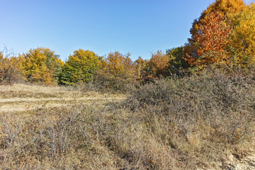 Obraz premium Autumn panorama of Cherna Gora (Monte Negro) mountain, Pernik Region, Bulgaria