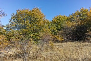 Autumn panorama of Cherna Gora (Monte Negro) mountain, Pernik Region, Bulgaria