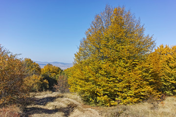 Fototapeta premium Autumn panorama of Cherna Gora (Monte Negro) mountain, Pernik Region, Bulgaria