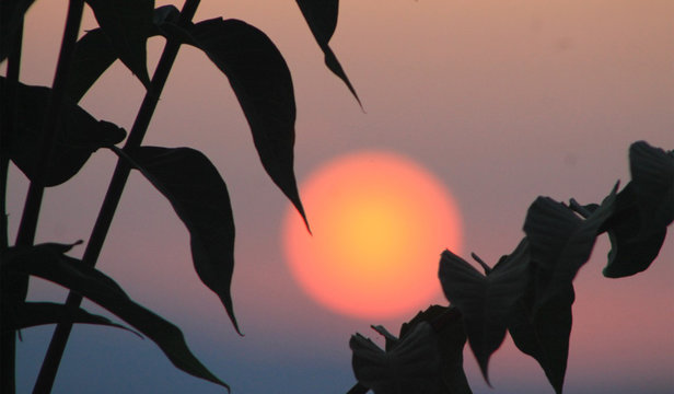 Sunset from the city of Sidi Bel Abbes