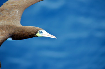 Seabird, Brown Booby, flying over the sea.