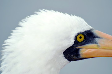 Portrait of the Masked Booby, seabird.