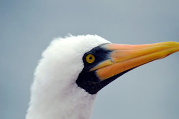 Portrait of the Masked Booby, seabird.
