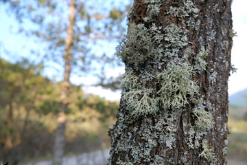 Lichen on tree bark 