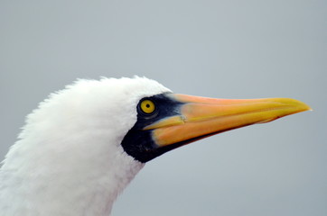 Portrait of the Masked Booby, seabird.