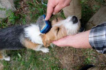 Grooming cute, and young terrier dog 