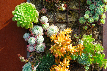 A living wall with succulent plants
