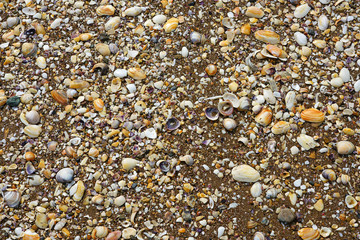 Shells and broken shell pieces on the sand on the beach in Paihia, Bay of Islands, New Zealand